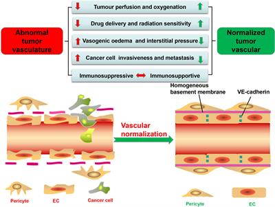 Vascular Normalization: A New Window Opened for Cancer Therapies